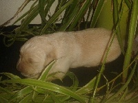 CHIOT