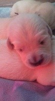CHIOT