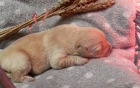 CHIOT